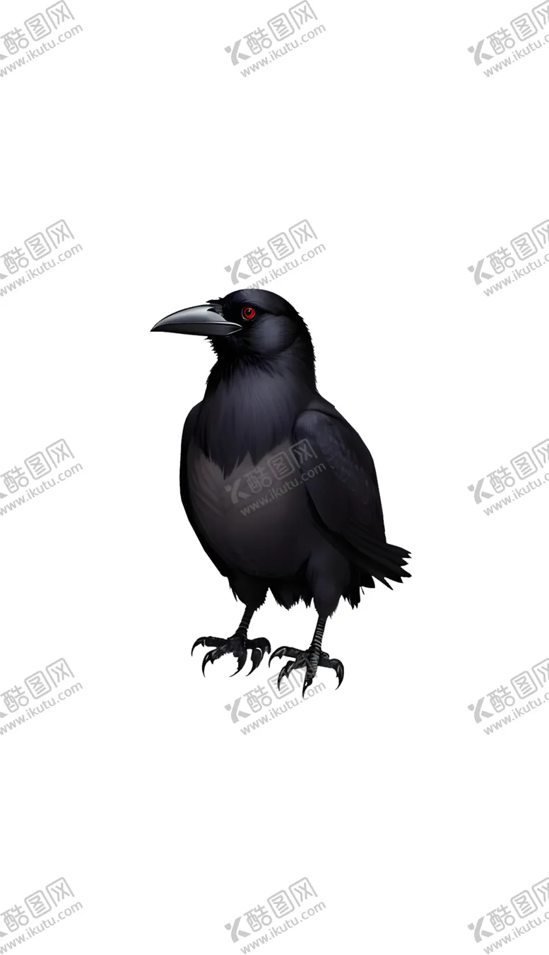 编号：54934302071904464465【酷图网】源文件下载-乌鸦八哥小鸟黑鸭动物鸟类