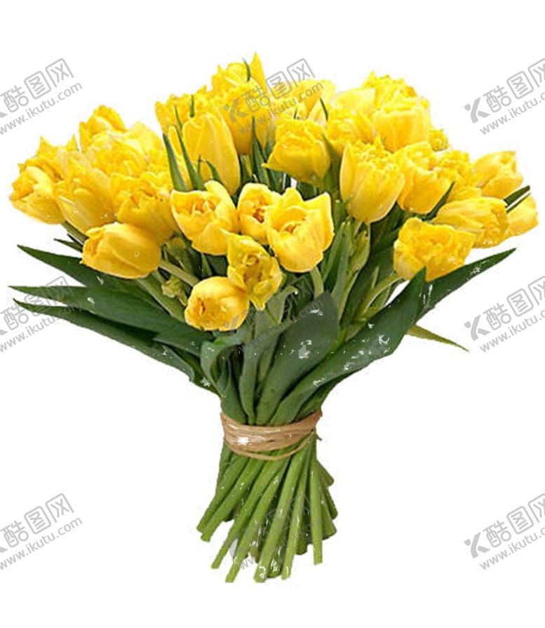 编号：79950206181305264745【酷图网】源文件下载-郁金香