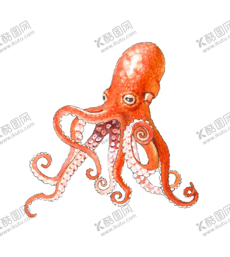 编号：82874510032147301200【酷图网】源文件下载-章鱼
