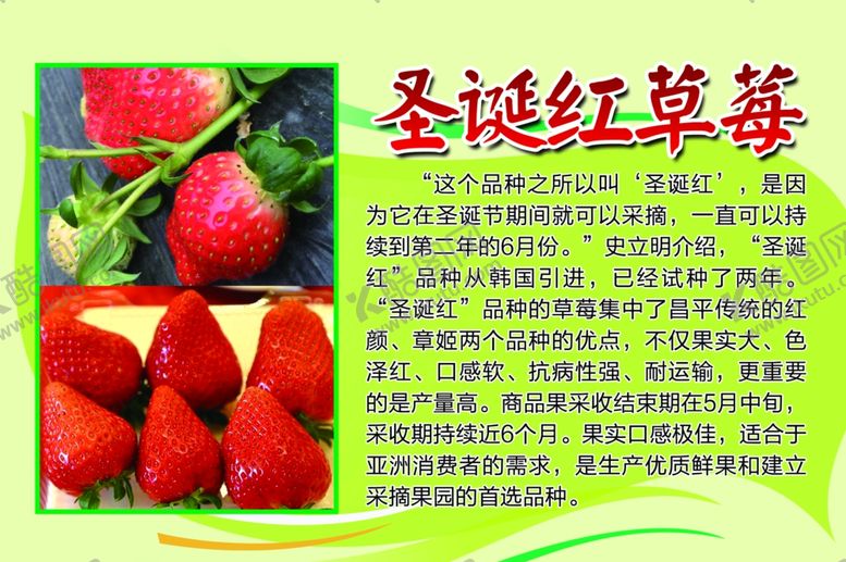 编号：77242307070516048012【酷图网】源文件下载-草莓