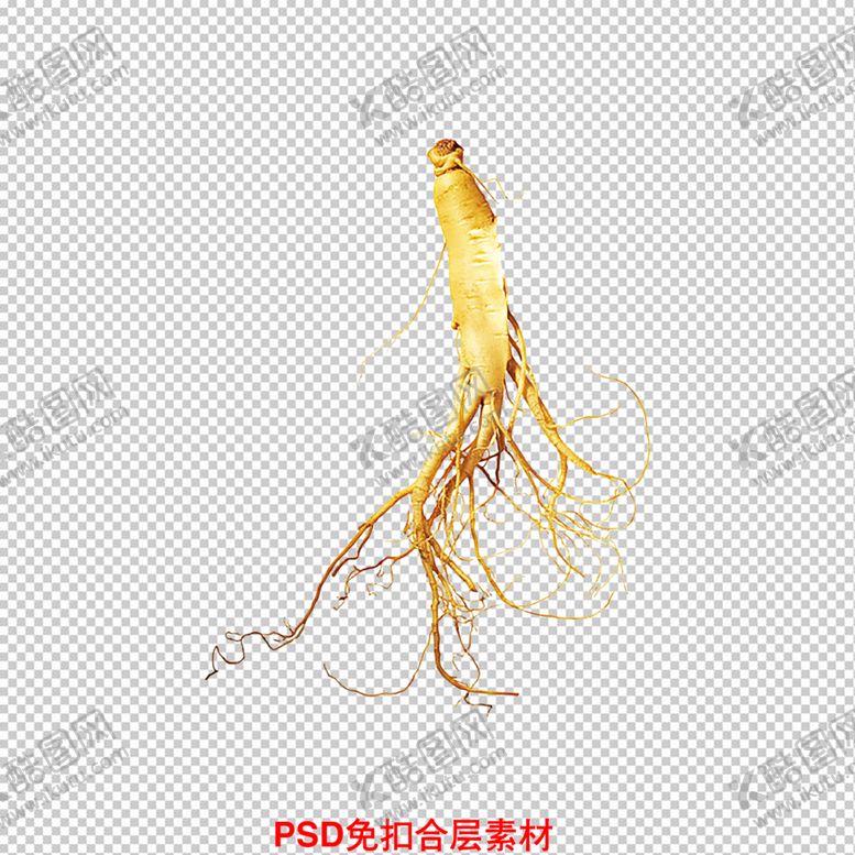 编号：94724410181628577321【酷图网】源文件下载-人参