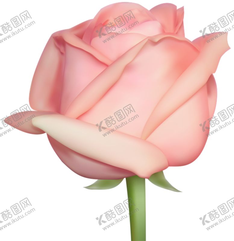 编号：33646809121138255320【酷图网】源文件下载-玫瑰