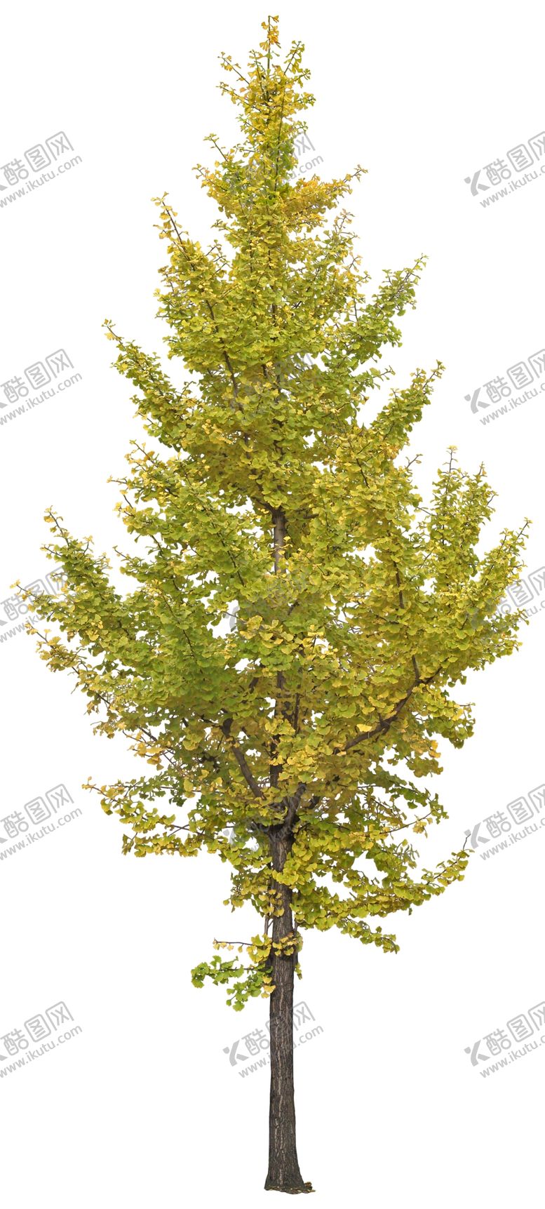 编号：97921006290756439953【酷图网】源文件下载-免扣植物素材图片