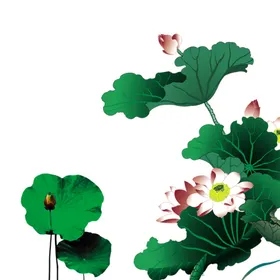 荷花素材叶插画背景古风夏天背景立夏背景