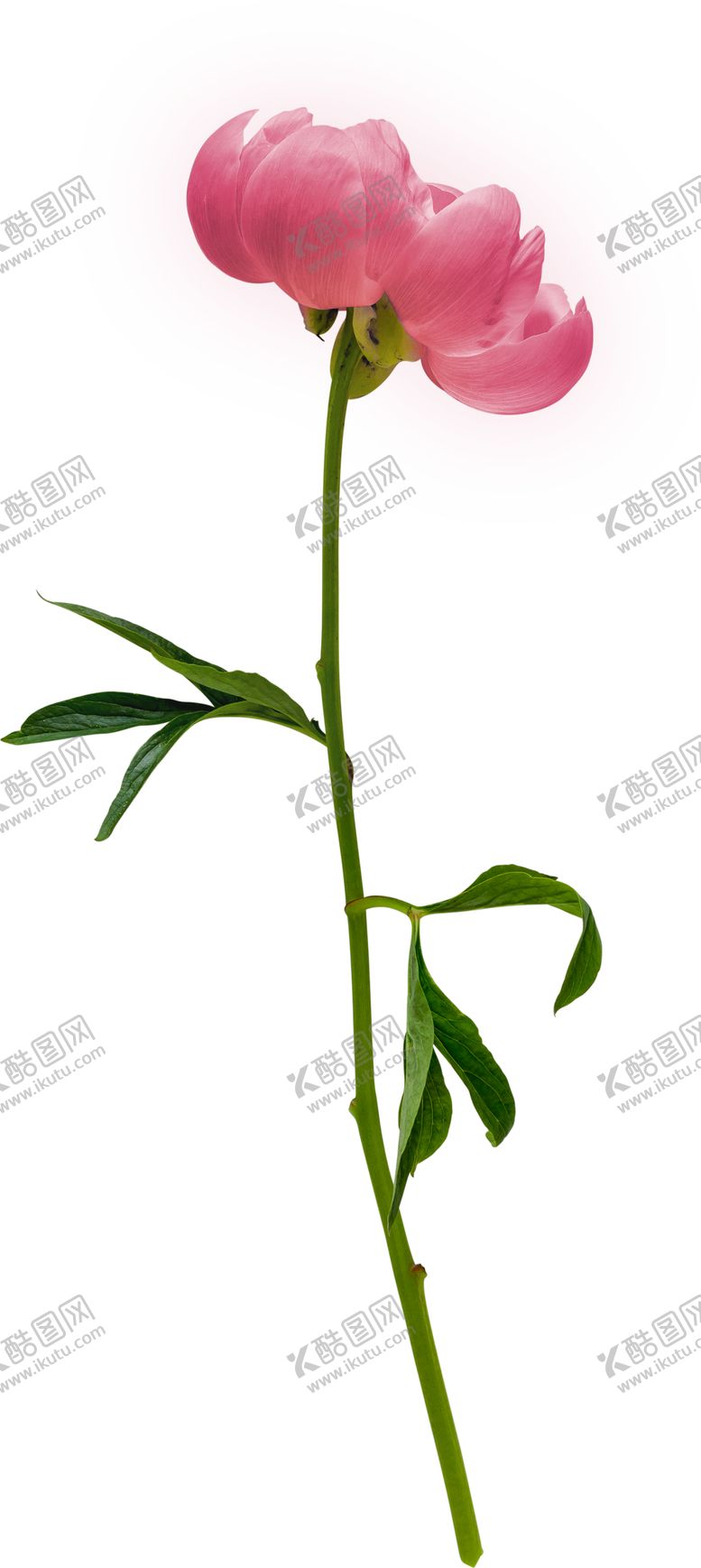 编号：70876401141745532029【酷图网】源文件下载-花卉