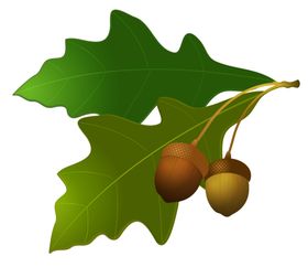 橡果