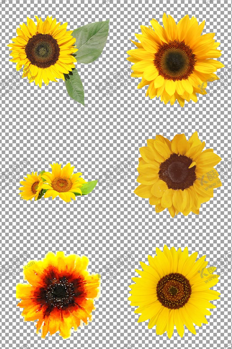 编号：65834709191348221668【酷图网】源文件下载-黄色向日葵