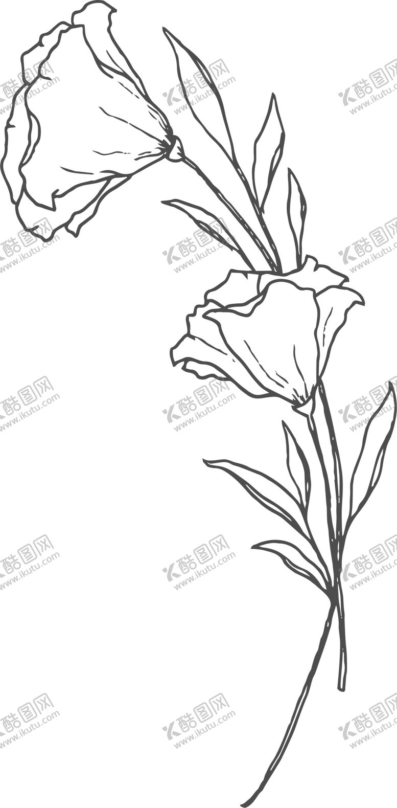 编号：73216609210210235367【酷图网】源文件下载-喇叭花线稿
