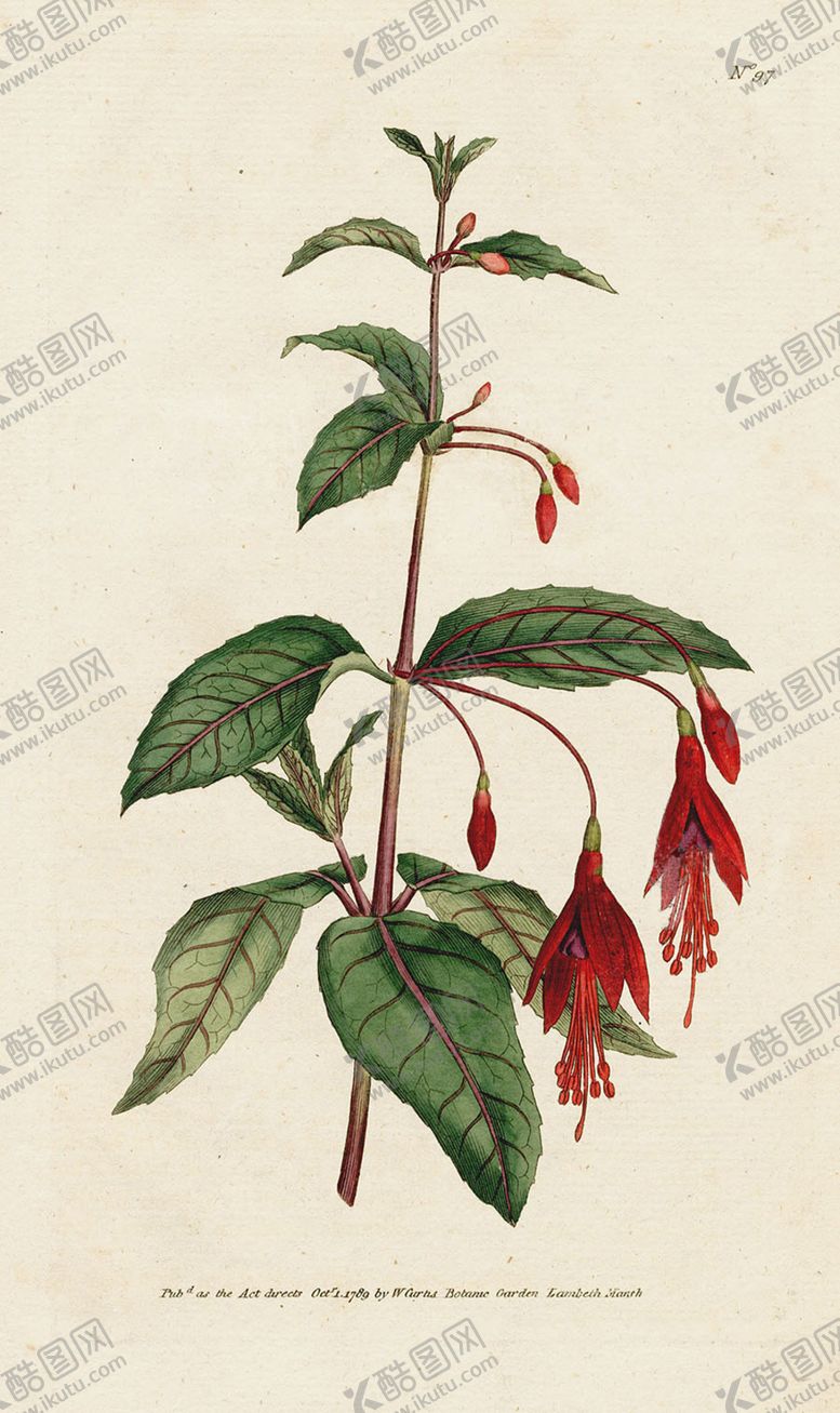 编号：41511705081853356865【酷图网】源文件下载-欧式复古色调花朵植物