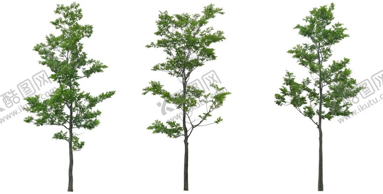 编号：15470512130203336852【酷图网】源文件下载-行道树ps素材贴图