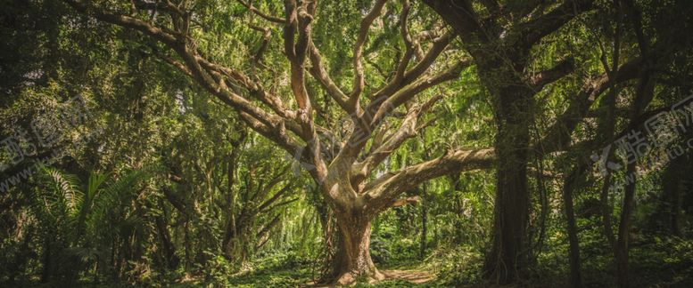 编号：59343109191813163121【酷图网】源文件下载-森林