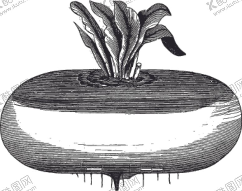 编号：78096610120527258482【酷图网】源文件下载-素描手绘蔬菜