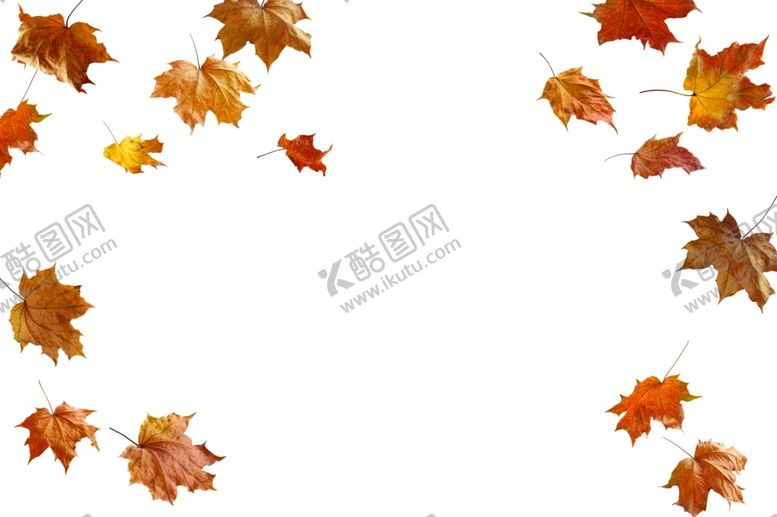 编号：64250710052148537221【酷图网】源文件下载-枫叶