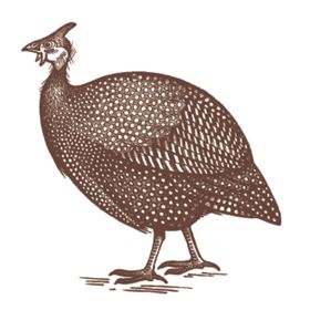 家养动物主题插画