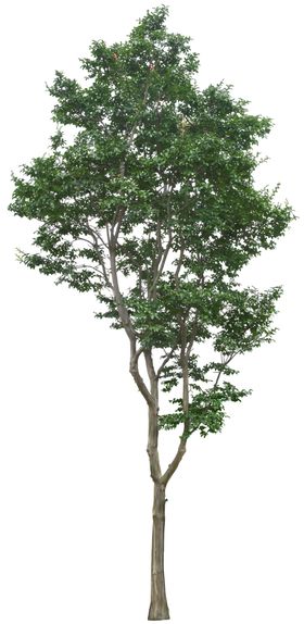免扣植物树木素材图片