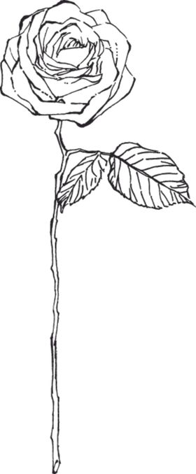 素描鲜花