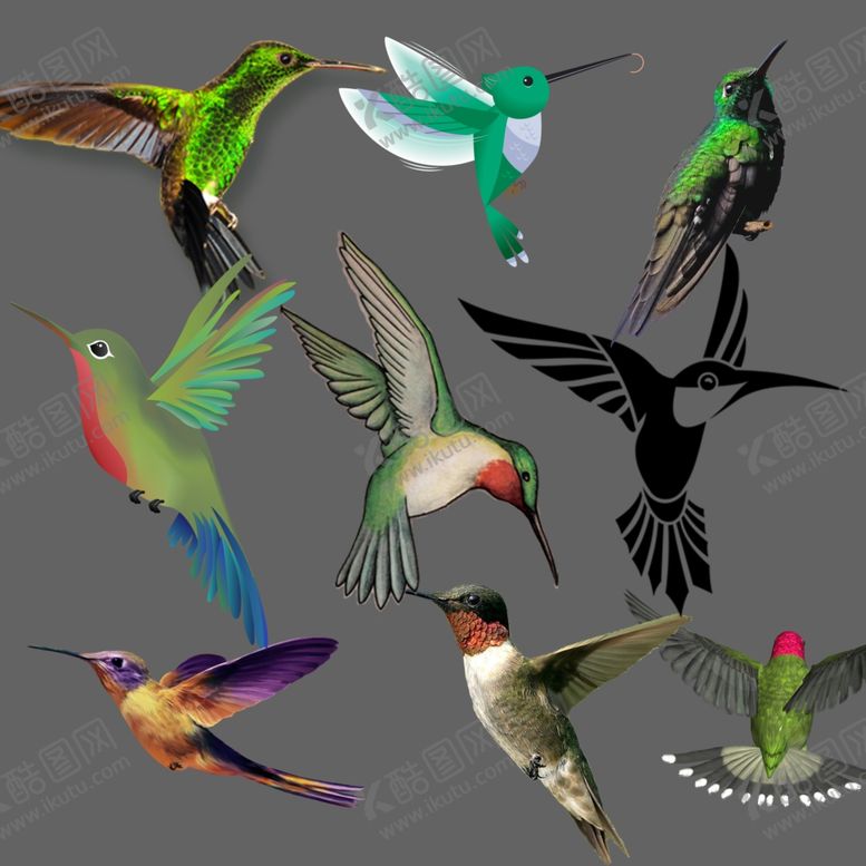 编号：97630810022126112561【酷图网】源文件下载-蜂鸟png免扣图片