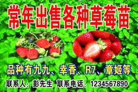 草莓名片