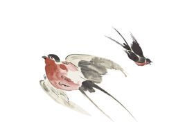 燕子素材