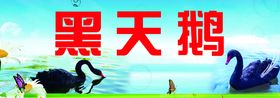 黑天鹅