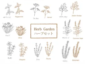 草本植物插画集合