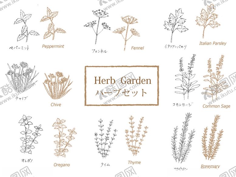 编号：15726511021335349320【酷图网】源文件下载-草本植物插画集合