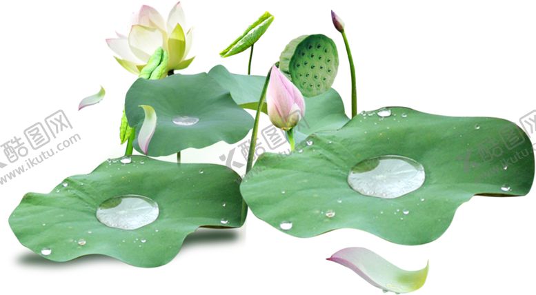 编号：87775109201543186012【酷图网】源文件下载-荷花png