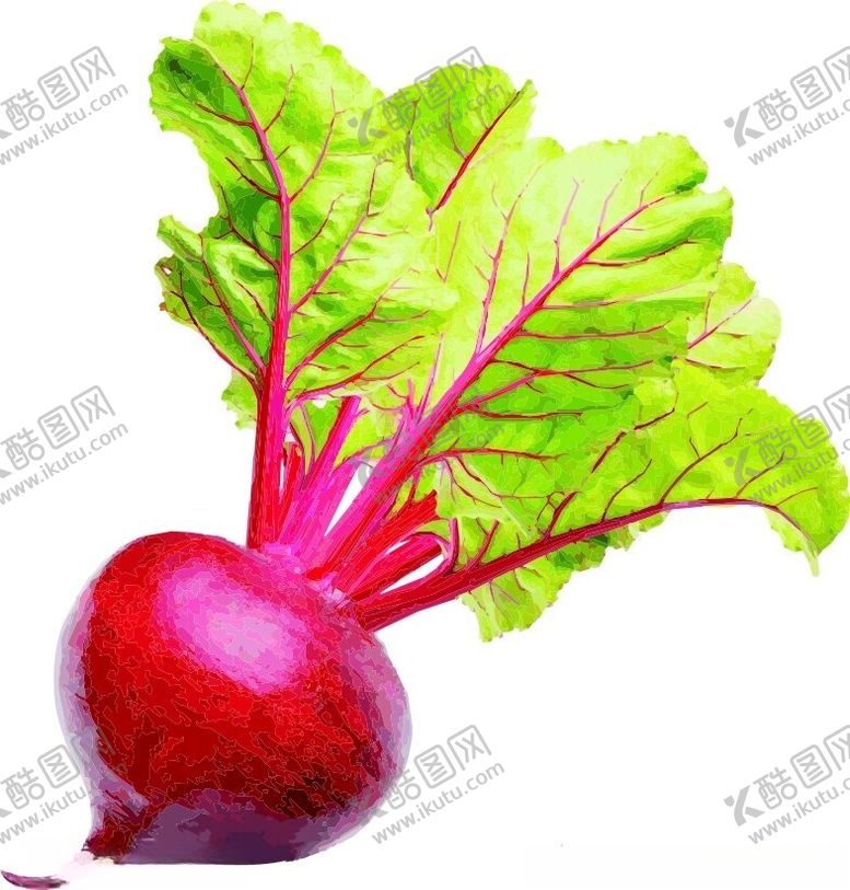 编号：57006012030743554589【酷图网】源文件下载-甜菜蔬菜矢量图
