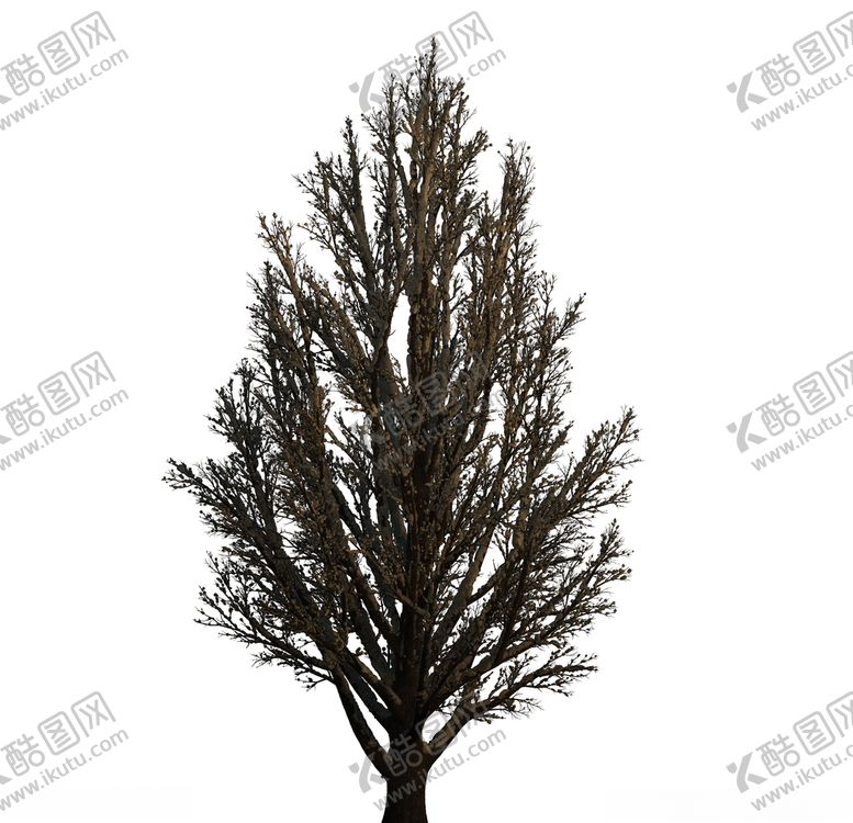编号：78455009220815122898【酷图网】源文件下载-树木