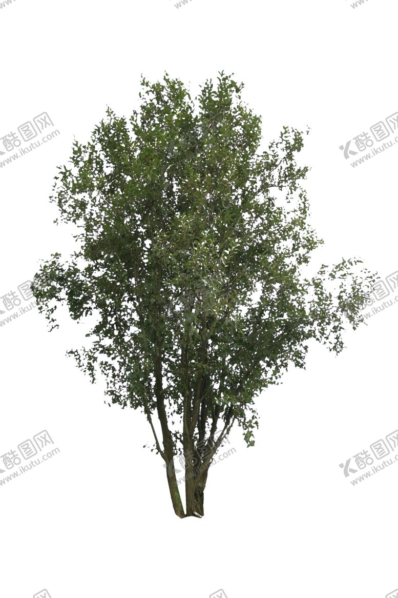 编号：39019210092328341709【酷图网】源文件下载-树木