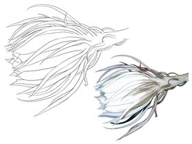 花卉素描绘画黑白线条简笔线稿