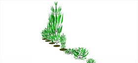 植物
