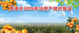 沃柑展销会