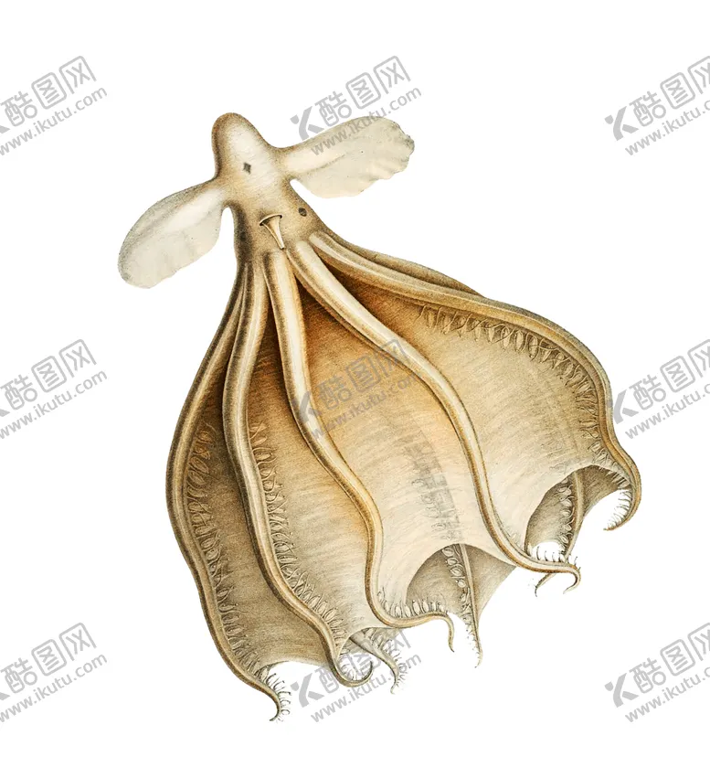 编号：48471001251132119632【酷图网】源文件下载-鱼类手绘写实