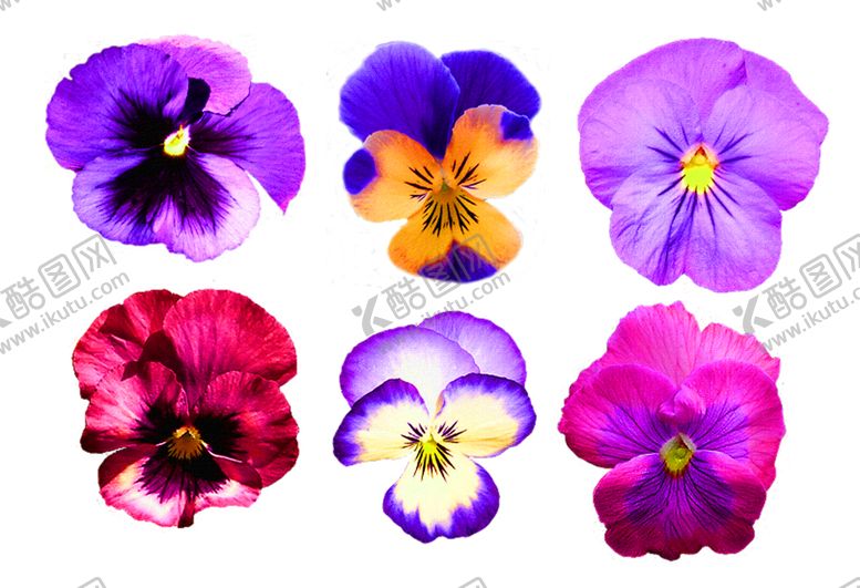 编号：50700209202316245330【酷图网】源文件下载-浪漫素材