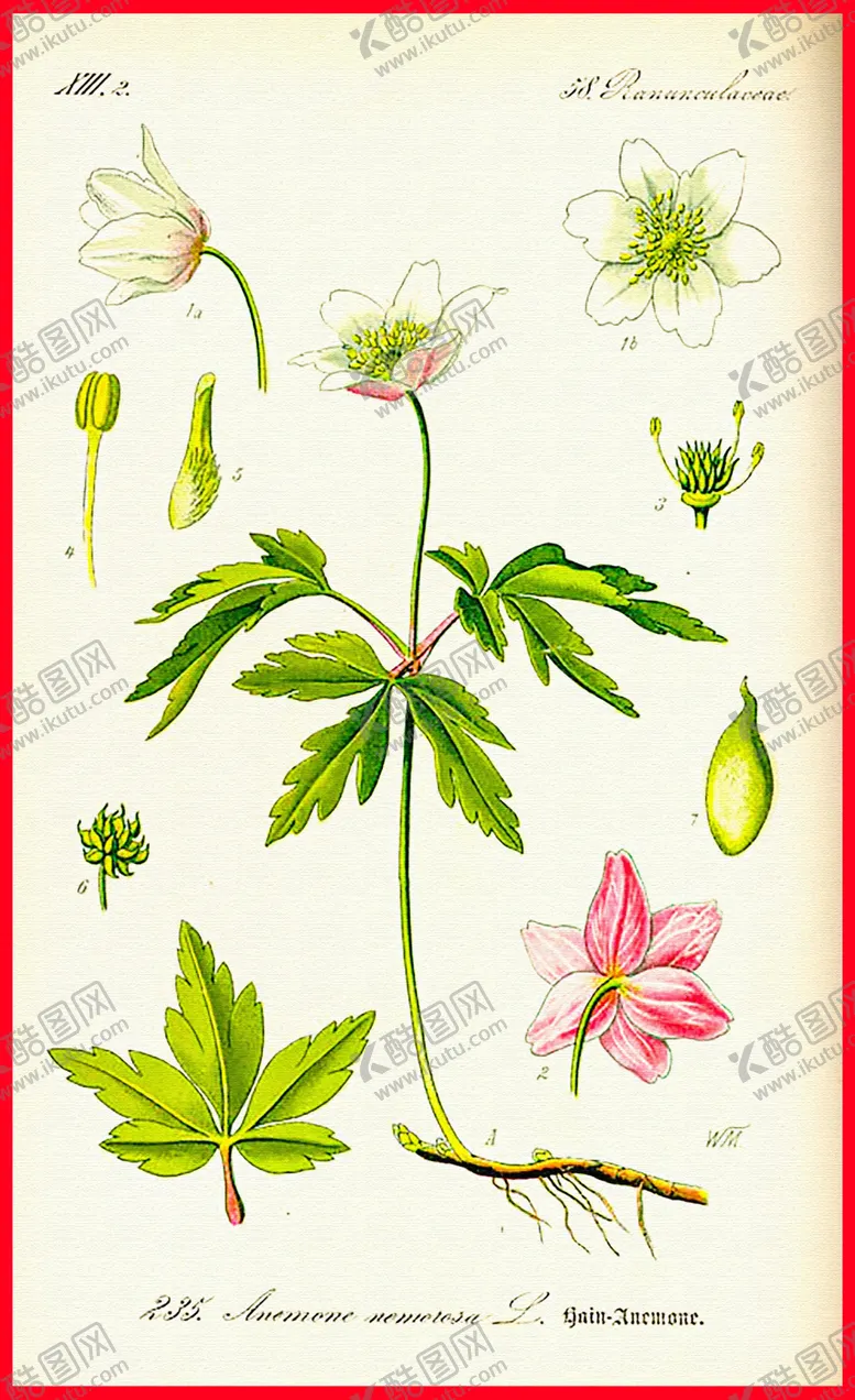 编号：55164704170831038330【酷图网】源文件下载-花瓣花朵