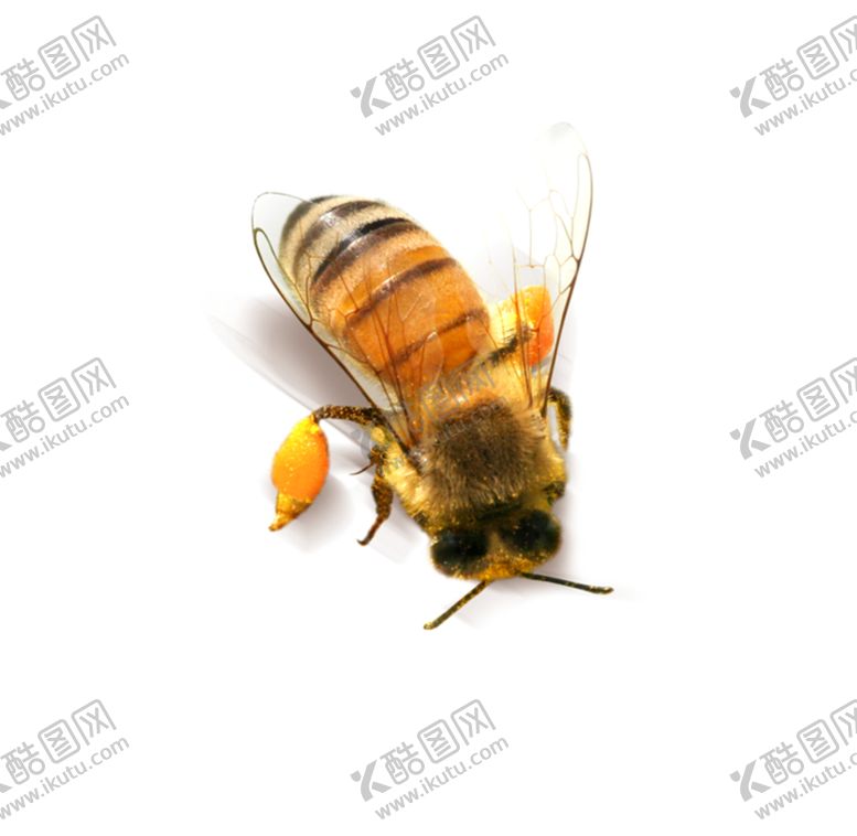 编号：52813107091556247857【酷图网】源文件下载-蜜蜂