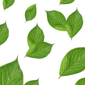 免扣叶子植物素材