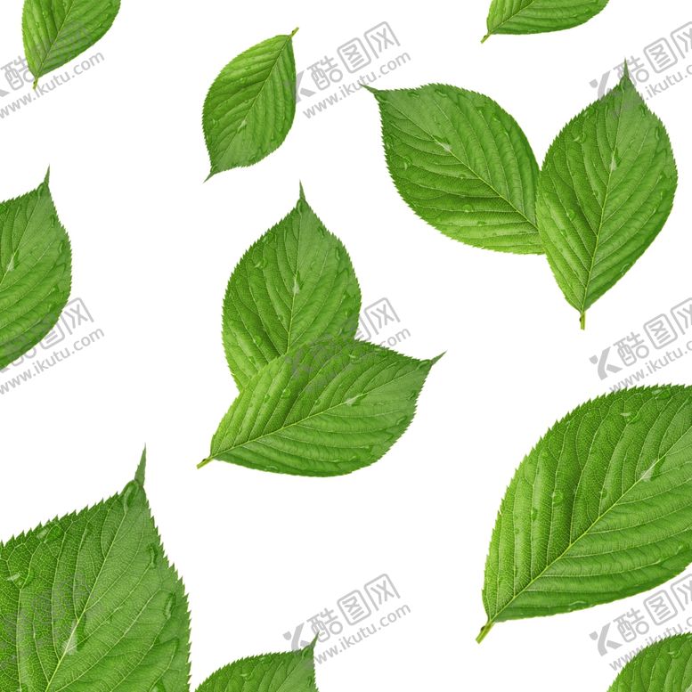 编号：63791310300234192056【酷图网】源文件下载-免扣叶子植物素材