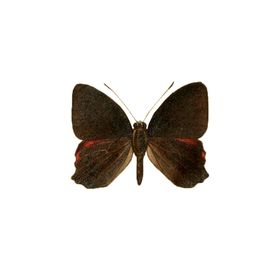 透明免扣高清蝴蝶PNG