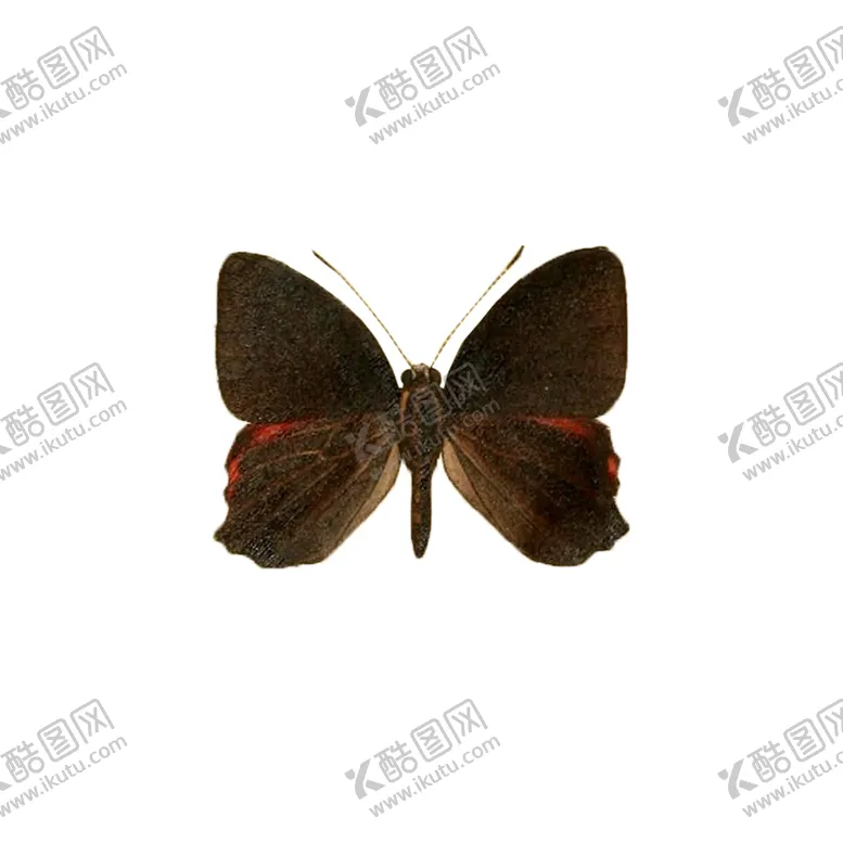 编号：34910407011334081511【酷图网】源文件下载-透明免扣高清蝴蝶PNG
