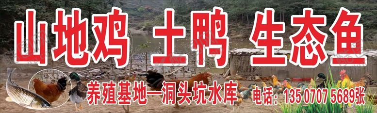 编号：10476101170122151147【酷图网】源文件下载-土鸡出售