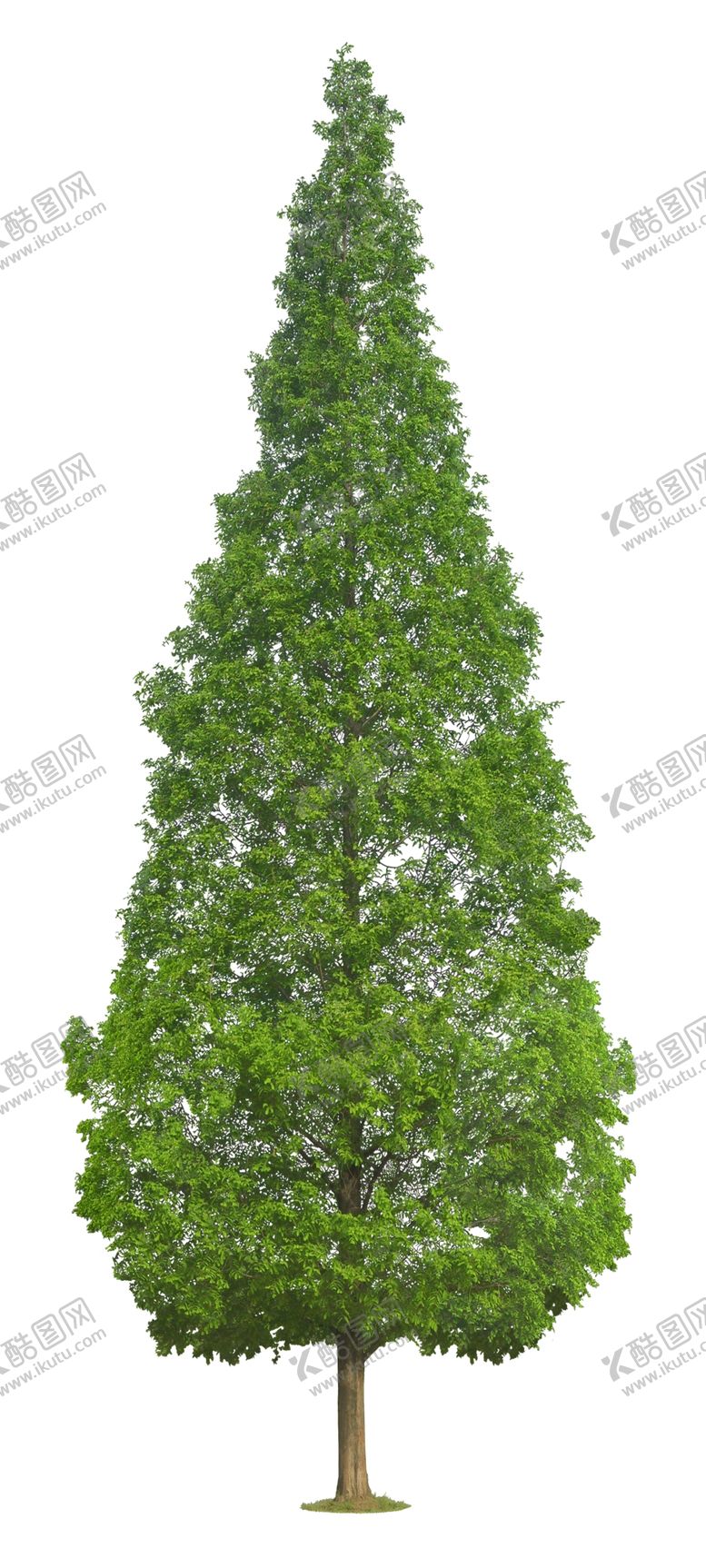 编号：95127007060158058636【酷图网】源文件下载-园林植物