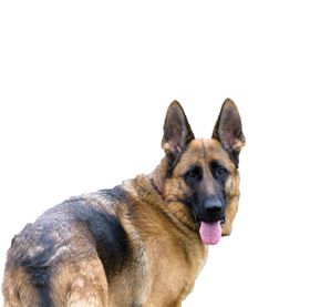 牧羊犬