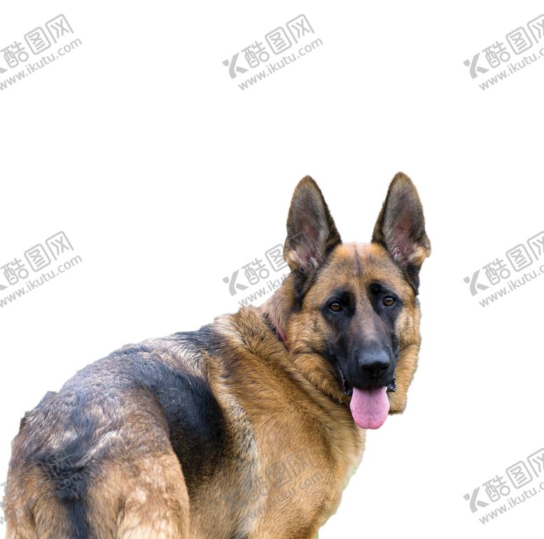 编号：90314106271413402787【酷图网】源文件下载-牧羊犬