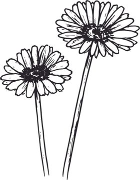 素描鲜花