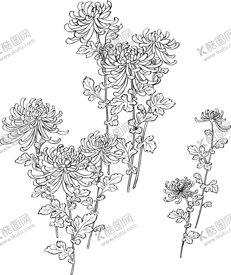 编号：39830109241503534198【酷图网】源文件下载-菊花素材