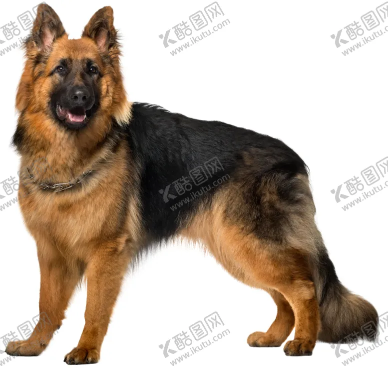 编号：41465504010153165556【酷图网】源文件下载-牧羊犬