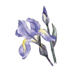 水彩植物清新手绘色插图