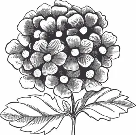 手绘 复古花